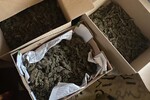 FOTO: U kući Novosađanina pronađeno 4,7 kilograma marihuane