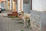 Skoro 200 pasa udomljeno ove godine u Novom Sadu