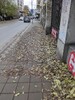 Opalo lišće na trotoaru