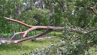 SINOĆ U GRADU: Olujni vetar oborio više od 20 stabala, nema povređenih (FOTO)