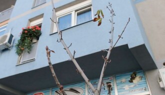 U Ćirpanovoj ulici posađen kesten u čast Danila Kiša (FOTO)