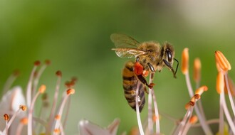 Besplatan kurs pčelarstva za početnike ovog vikenda u NS