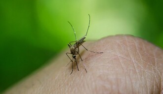 Dokazano prisustvo komaraca zaraženih virusom Zapadnog Nila i u Novom Sadu
