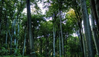 Bukova šuma ne može na Uneskovu listu svetske prirodne baštine