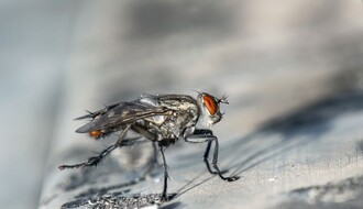 U Srbiji raste broj insekata koji prenose lajšmaniju i virusni meningitis