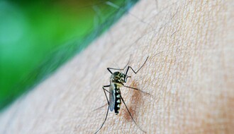 CIKLONIZACIJA: Tretiraju se staništa azijskog tigrastog komarca u Novom Sadu