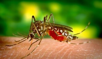 "CIKLONIZACIJA": Komarci su ove godine elementarna nepogoda
