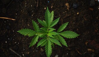 U okolini Novog Sada policija otkrila laboratoriju za uzgoj marihuane