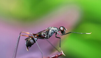 Prirodno sredstvo protiv komaraca i mrava koje svakodnevno bacamo