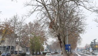 "Gradsko zelenilo": Podmlađuje se drvored na Futoškom putu (FOTO)