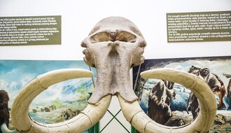 52 vikenda u Novom Sadu: Runasti mamut iz kasnog pleistocena u Prirodnjačkoj zbirci (FOTO)
