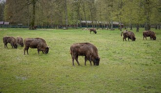 Uskoro kreće izbor imena za pet bizona na Fruškoj gori