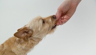 Evo šta psi smeju jesti od ljudske hrane