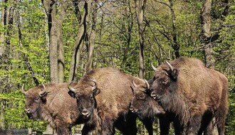Počelo glasanje za nadimke novopridošlih bizona na Fruškoj gori