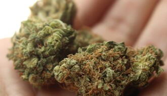 Kod Bečejca pronađeno 76 grama marihuane