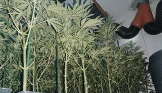 FOTO: Novosađanin u Krčedinu gajio marihuanu, pronađena laboratorija sa 200 stabljika