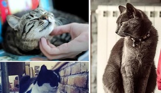 Ovo su najpoznatije kafanske mačke u Novom Sadu