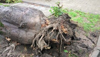 "Gradsko zelenilo": Stabla na Grbavici orezuju se radi bezbednosti građana i imovine