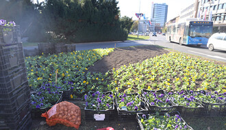 U centru Novog Sada počela sadnja 100.000 komada jesenjeg cveća