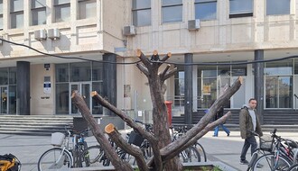 "Zelenilo": Krošnja tise ispred Pošte bila je potpuno suva, orezivanje pokušaj da se spase