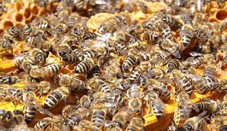 Upozorenje pčelarima: Tretmani protiv komaraca u Novom Sadu i Sremskim Karlovcima