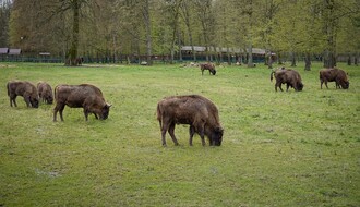 Bizoni na proleće na Fruškoj gori: Posle 200 godina još jedna životinjska vrsta u Srbiji