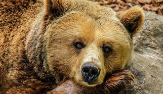 Kolike su kazne za nelegalno ubijanje divljih životinja u Srbiji?