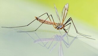 "Ciklonizacija" počinje  tretmane protiv komaraca u Novom Sadu