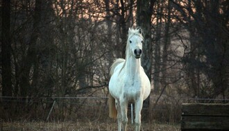 Tridesetak konja ostavljeno na Jugovićevu, građani zabrinuti