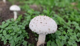 AKTUELNO: Kako izbeći trovanje gljivama