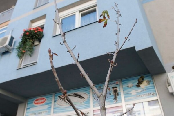 U Ćirpanovoj ulici posađen kesten u čast Danila Kiša (FOTO) U Ćirpanovoj ulici posađen kesten u čast Danila Kiša (FOTO)