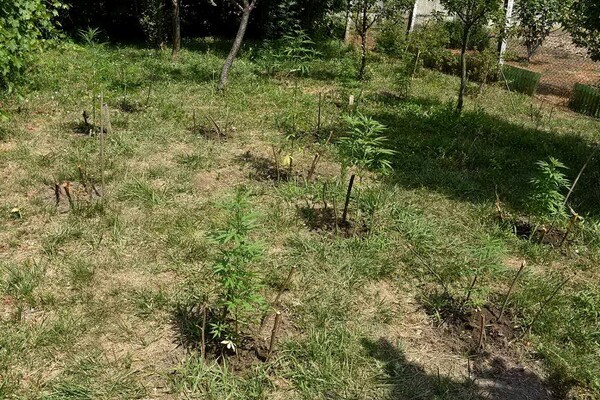 Policija u dvorištu kuće u Kisaču pronašla zasad marihuane