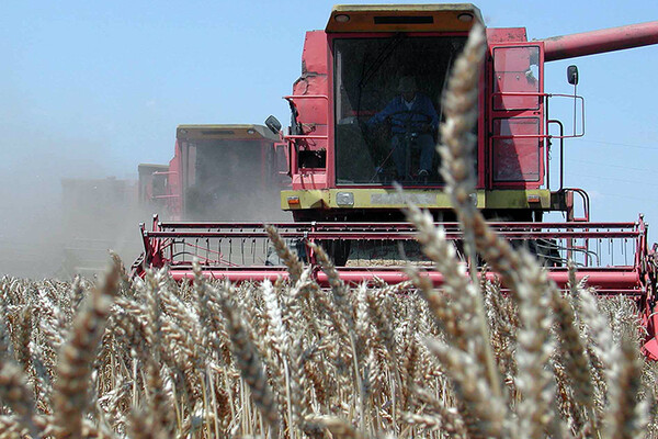 Prinosi pšenice 30 odsto manji od očekivanih