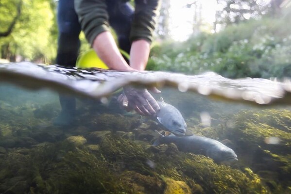 Novi Sad film festival od 18. do 22. septembra, deo projekcija u letnjem bioskopu u dvorištu KCNS-a
