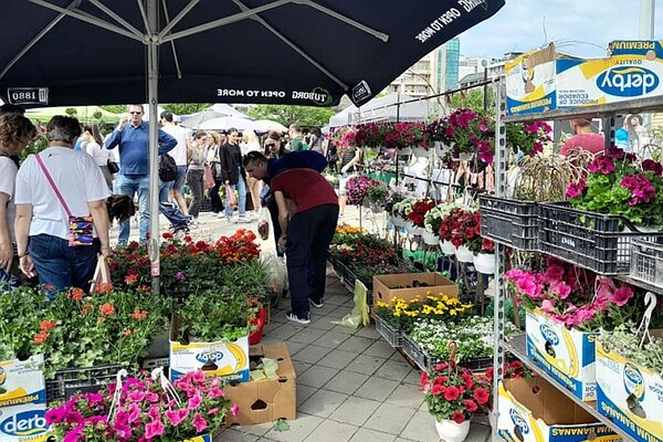 Na ovonedeljnoj Cvetnoj pijaci možete zameniti staru hartiju za sadnice Na ovonedeljnoj Cvetnoj pijaci možete zameniti staru hartiju za sadnice