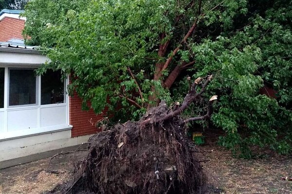 FOTO: Olujni vetar obarao i izvaljivao stabla, najviše štete u prigradskim naseljima