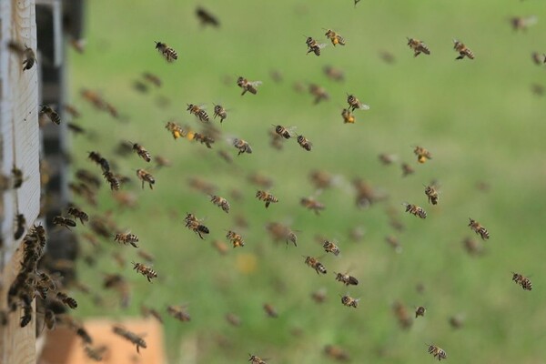 Roj pčela napao ljude i konje u Futogu na keju
