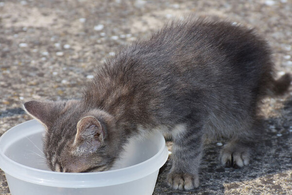 Bačene posude za hranu otkrivaju odnos Novosađana prema uličnim mačkama
