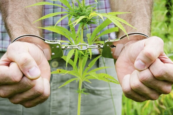 NOVI SAD: Zaplenjeno više od pet kilograma marihuane i dve osobe uhapšene