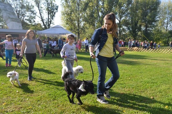 FOTO: Održana četvrta izložba pasa mešanaca na Štrandu