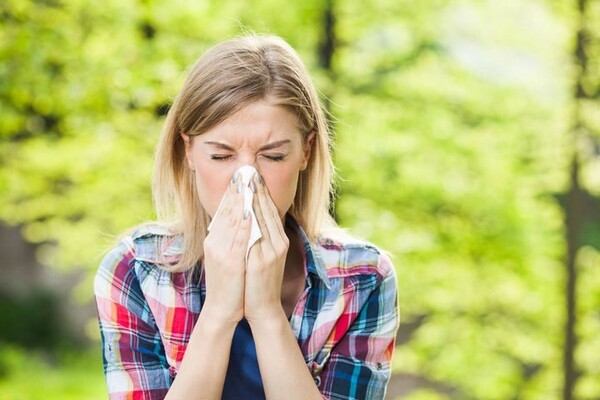 NOVI SAD: Visoka koncentracija polena ambrozije ali i pelina i koprive