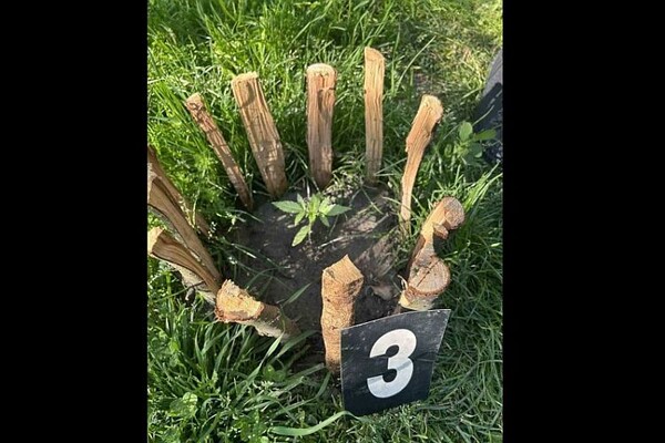 U kući u Baču pronađeno 10 stabljika marihuane, vlasniku sleduje krivična prijava U kući u Baču pronađeno 10 stabljika marihuane, vlasniku sleduje krivična prijava