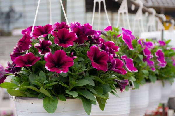 Treća prolećna "Novosadska cvetna pijaca" u petak i subotu na platou ispred Spensa Treća prolećna "Novosadska cvetna pijaca" u petak i subotu na platou ispred Spensa