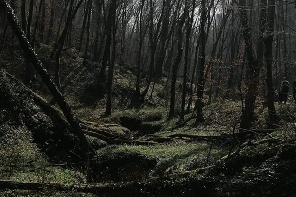 Srpske šume prepune prirodnog (skrivenog) blaga Srpske šume prepune prirodnog (skrivenog) blaga