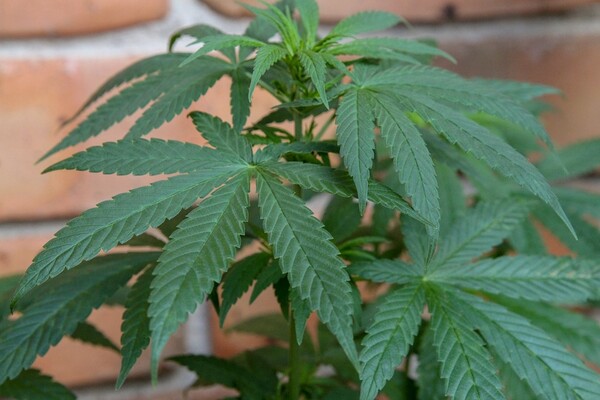 MUP: U iznajmljenom stanu u Novom Sadu uzgajao marihuanu