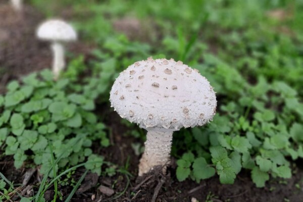 AKTUELNO: Kako izbeći trovanje gljivama