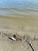 FOTO: Mrtva ptica danima u plićaku na Štrandu