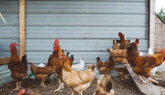 Ptičiji grip: Rizik postoji, ali razloga za brigu nema