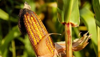DS: Država ne reaguje na povećan nivo aflatoksina u kukuruzu
