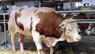 FOTO: Bik Veliša od 1.700 kilograma potpuni hit Poljoprivrednog sajma
